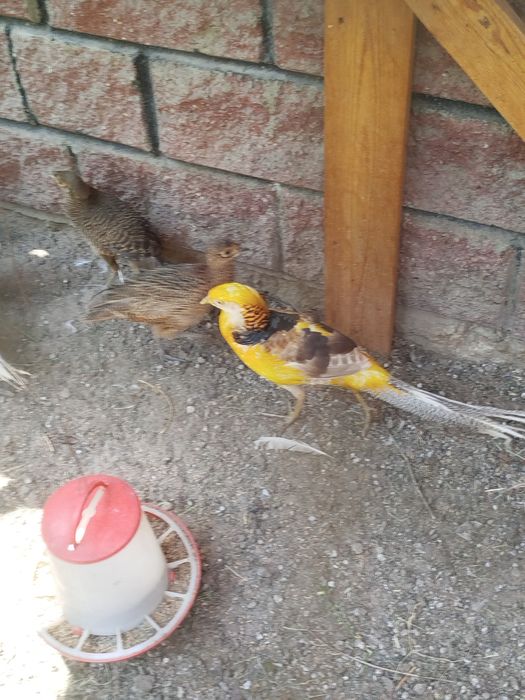 Продам Двух фазанов Лимоные 1,5 годовалые