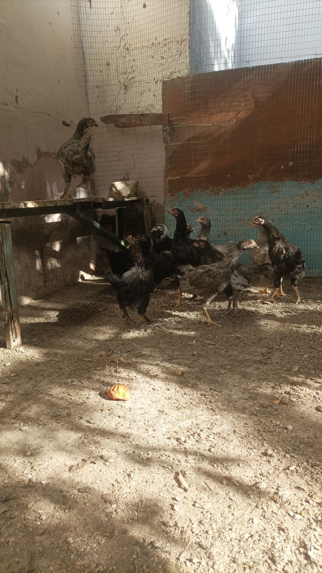 Joja 4-5 oylik vaksina qilingan