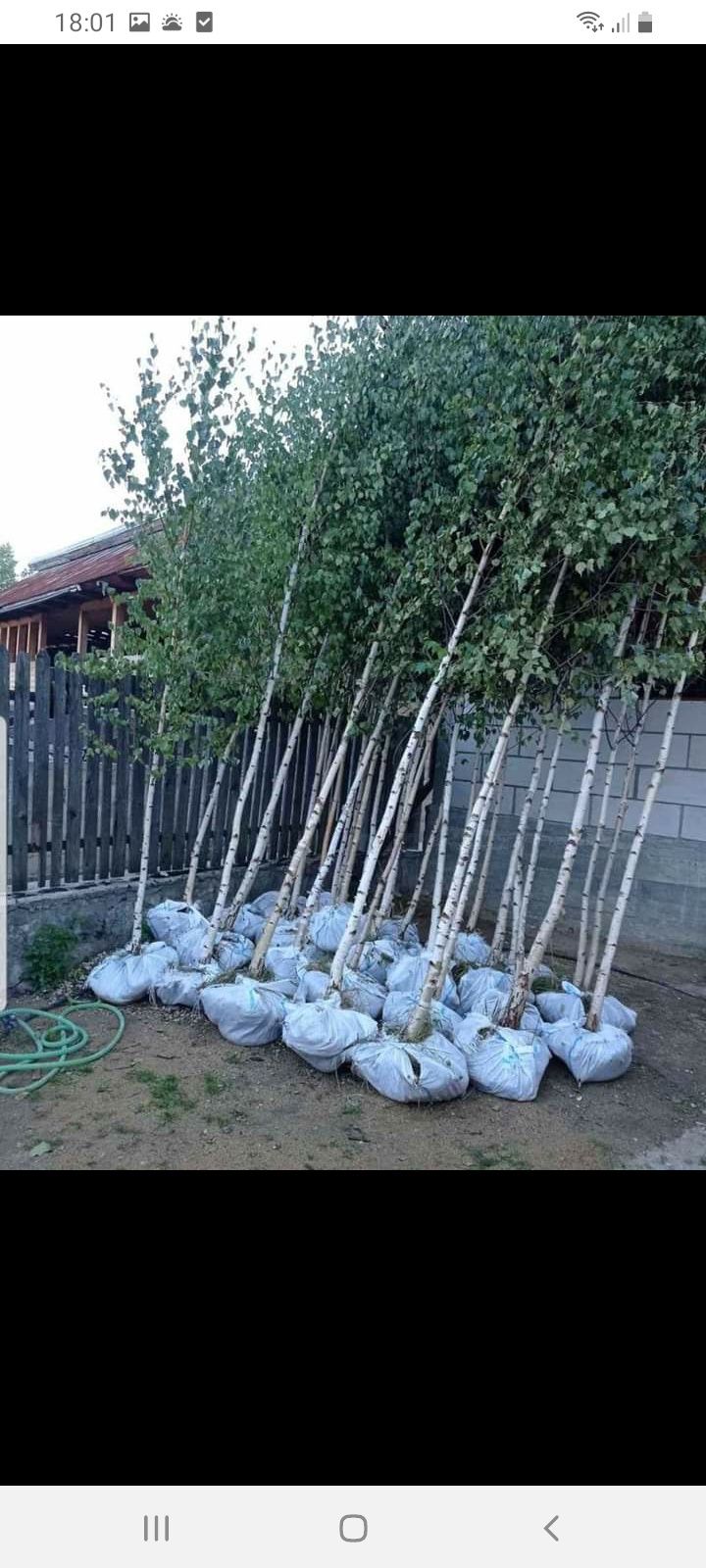 Tuia leylandi de la 1.5 m până la 3 m