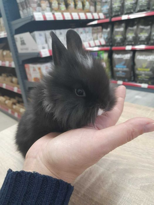 Декоративно мини зайче на 1 месец