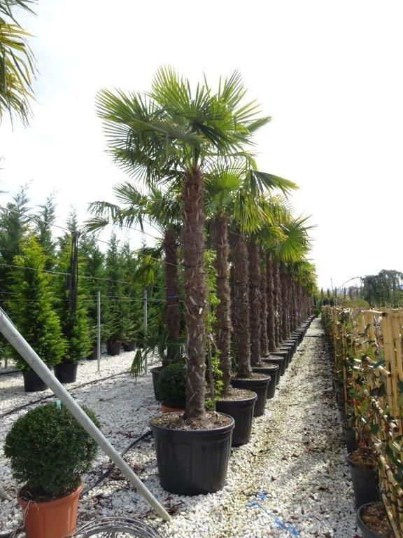 Palmierii trachicarpus Fortunei și cycas revolut