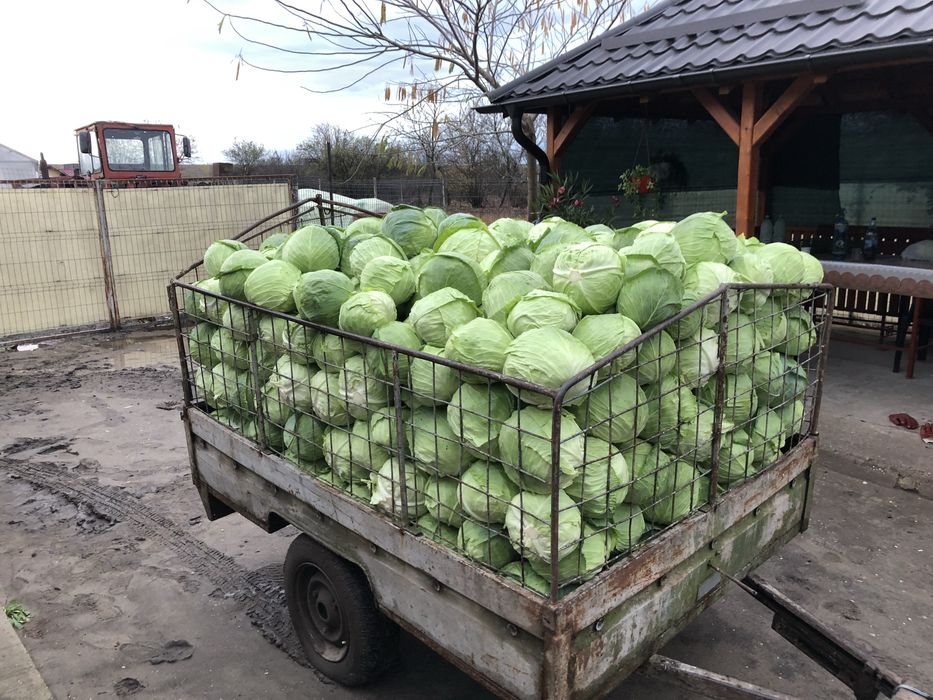 Vând varză de toamnă