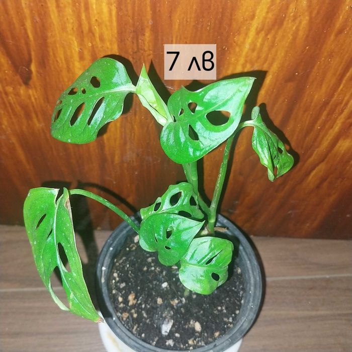 Стайни цветя в продажба