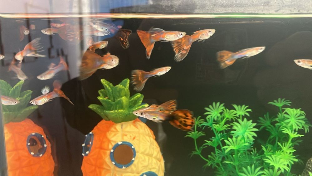 Продам гупиков и сапфировых попугаев