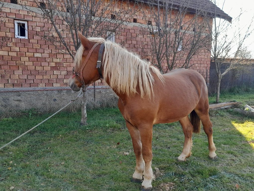 Vând mânză de un an și 5 luni.