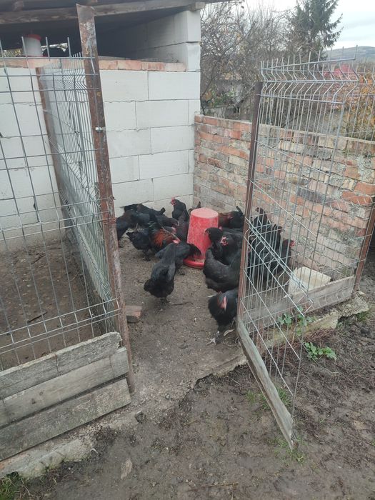 Găini marans negru arămiu din anul 2024