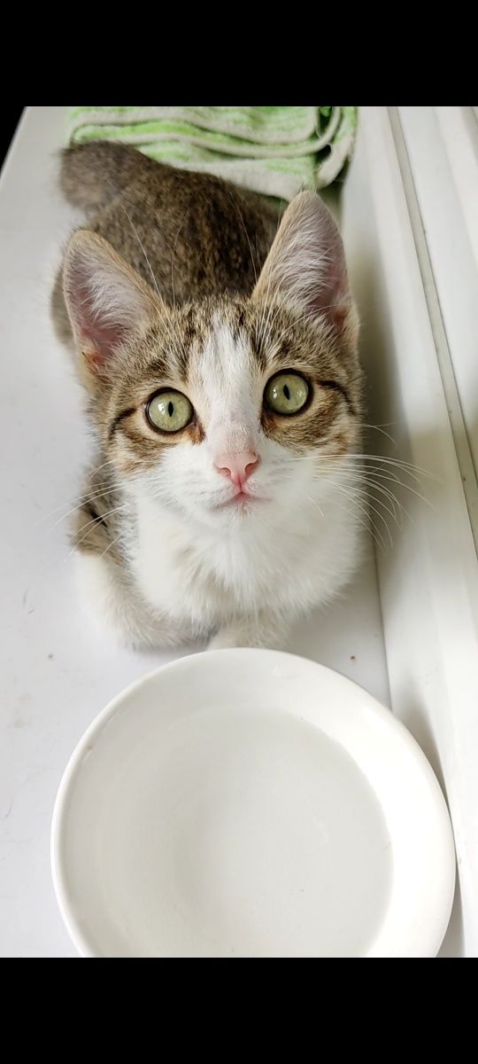 Котёнок девочка ищет дом
