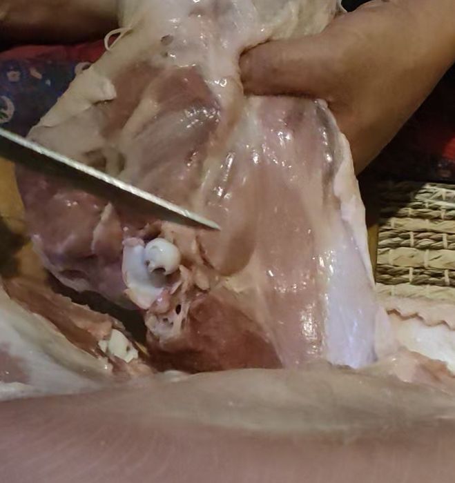 Биг 6 куркалари.