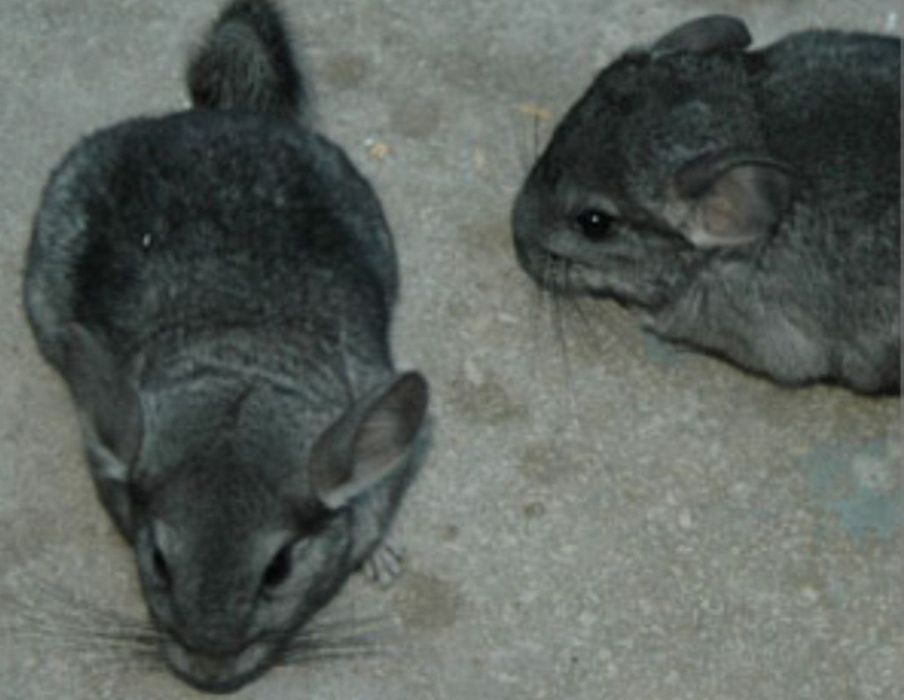 Mascul chinchilla gri - 4 luni (sinsila)