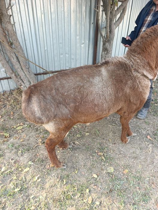 Хисори кучкор сотилади