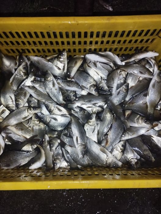 Baliq bor боқиш учун Баликлар балиқ рыби Даставка бор  УЗБ бўйлаб