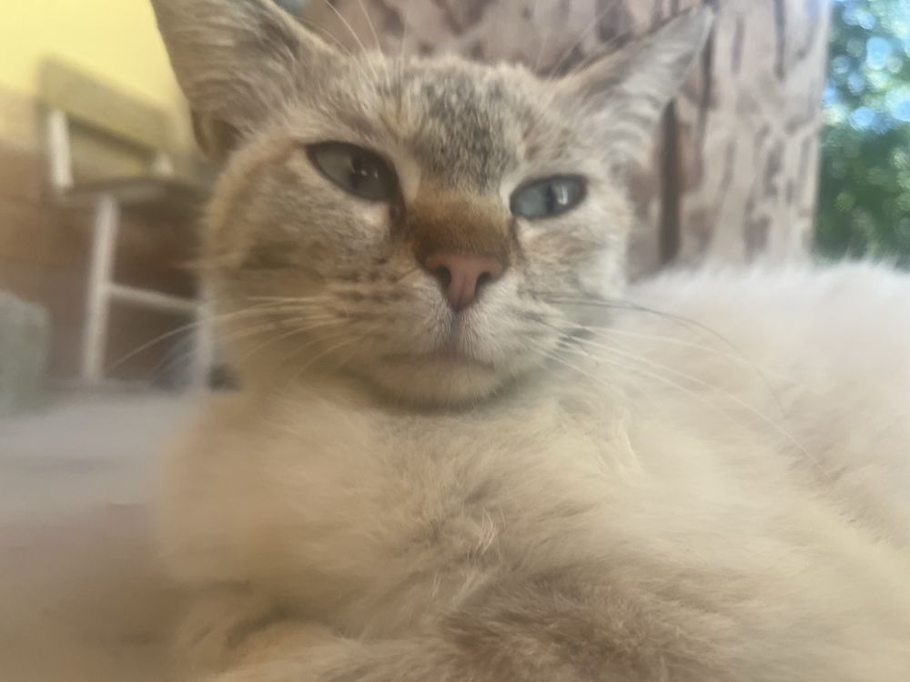 Кошку в добрые руки