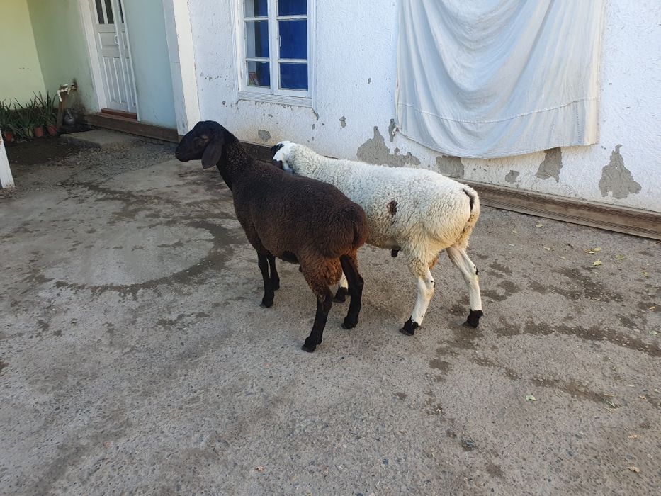 2ta egizak qo'chqorla sotiladi Shofirkonda