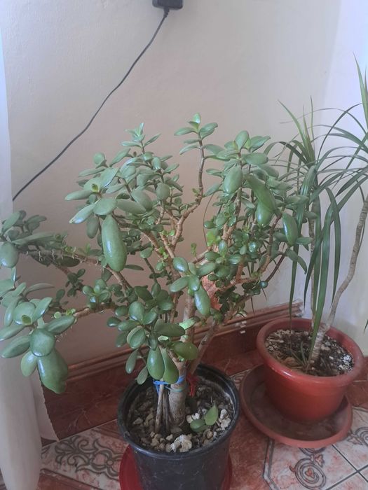 Vand flori Leandrii