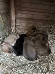 Catei pentru adoptie