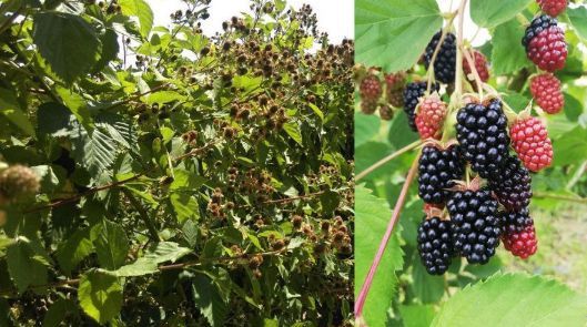 Arbuști Fructiferi (Mur De Cultura )