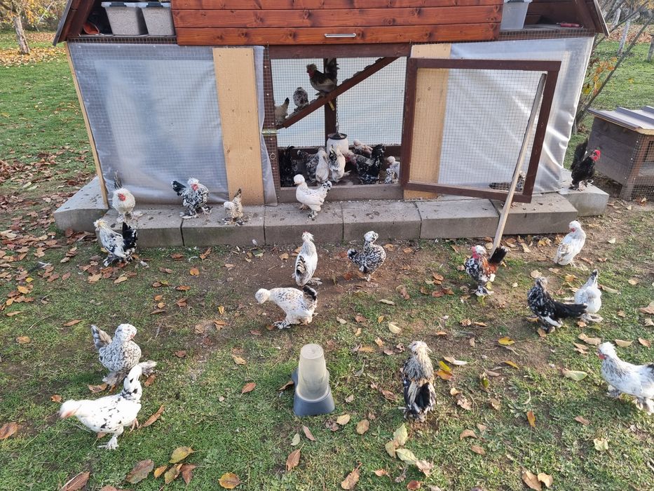 Бреговски джинки, Петлета бантам