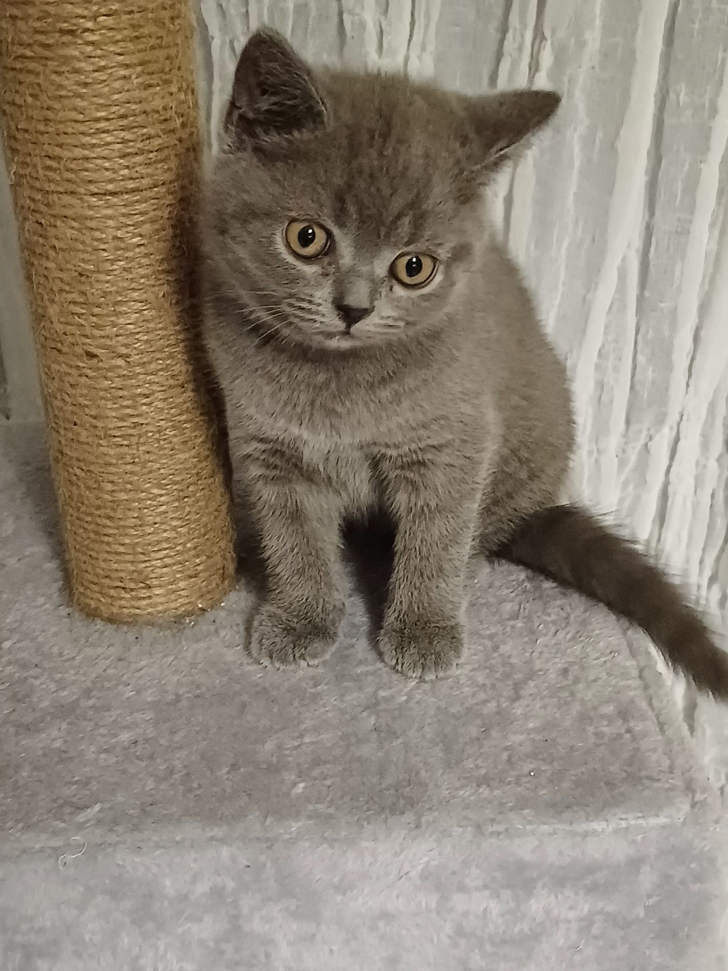 British shorthair