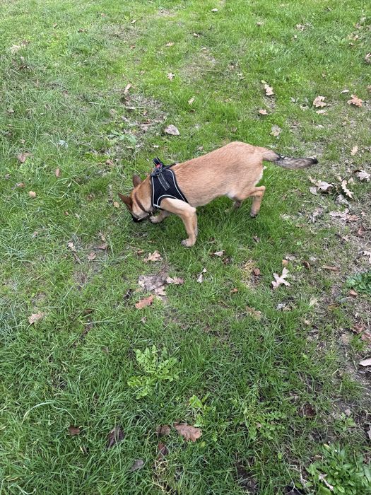 Белгийска овчарка Малиноа