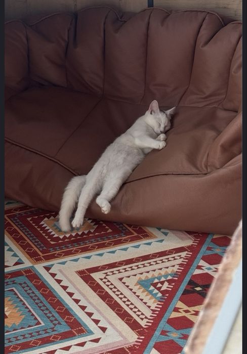 Отдаю котенка девочку