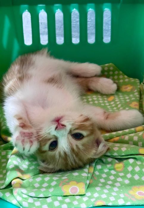 Мушук боласи  зоти " скоттишфолд " қулоқлари букилган