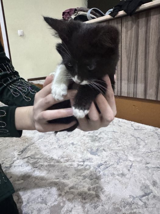 Mushuk pishak sotiladi