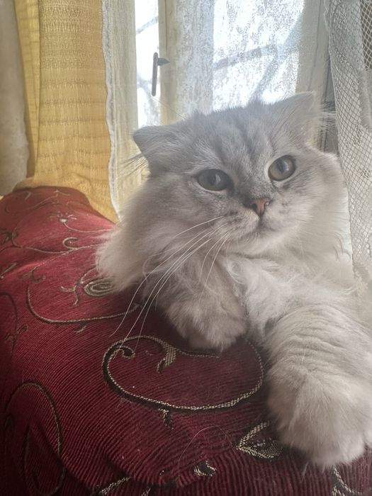 Продам кота 6 месяцев хайленд скотиш фолд.250$.привит