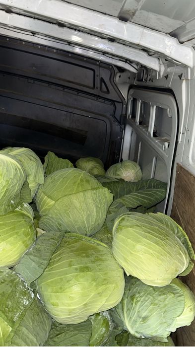 Varza cataleya 1 leu kg