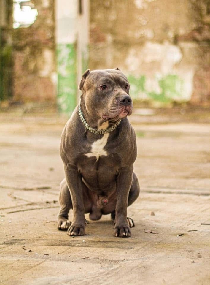 Pitbull & bully.