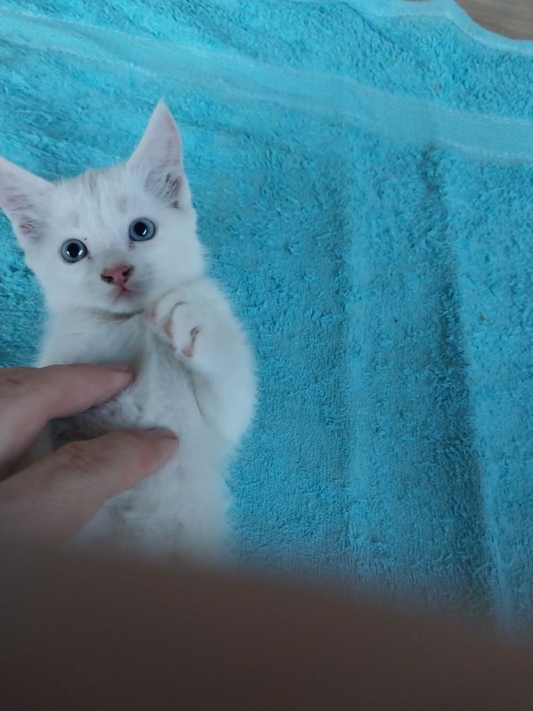 Котята белого цвета, возраст 2,5 месяца