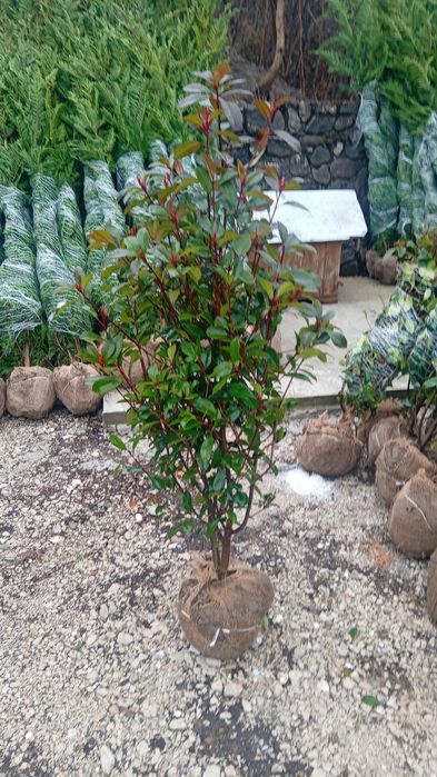 Plante ornamentale direct din pepeniera