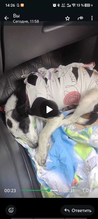 Отдам щенка девочку стерилизована!!!Потомства не будет