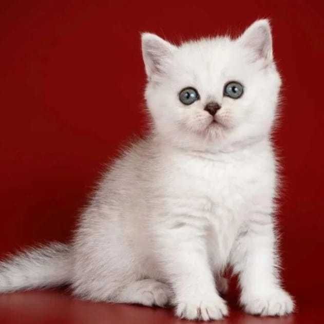 Шиншиллы британские. серебряные.