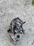 Vand bulldog francez!