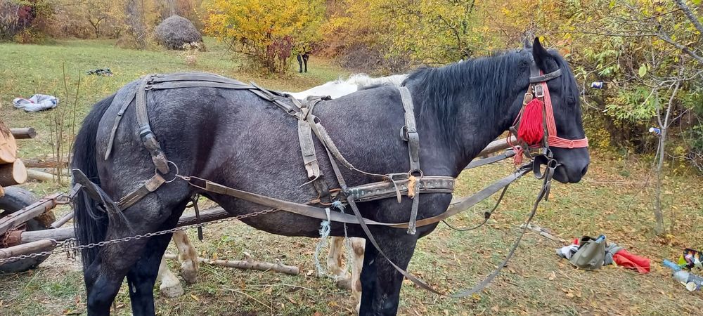Animal , Iapă vârstă 5 ani