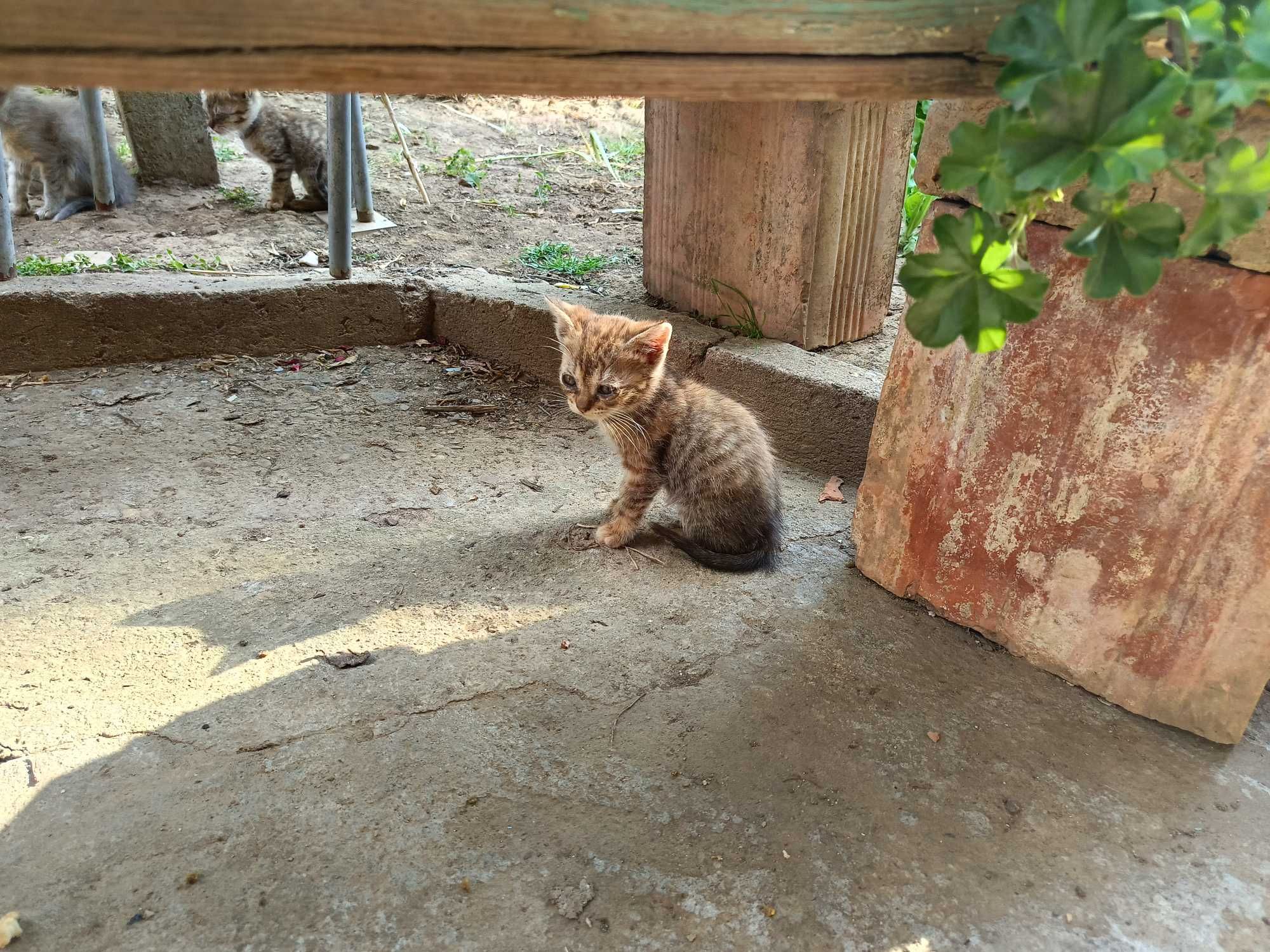 Подарявам малки котета