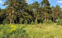 Земельный участок 20 соток сосновом бору в Акмолинской области