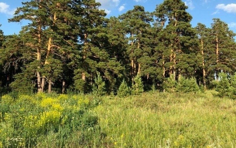 Земельный участок 20 соток сосновом бору в Акмолинской области