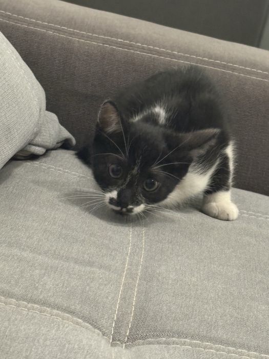 Ofer pui de pisica spre adoptie URGENT