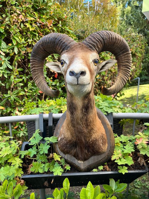 Препарирани трофеи от муфлон