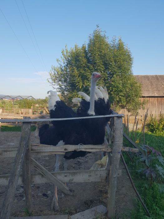Vad familie de struți