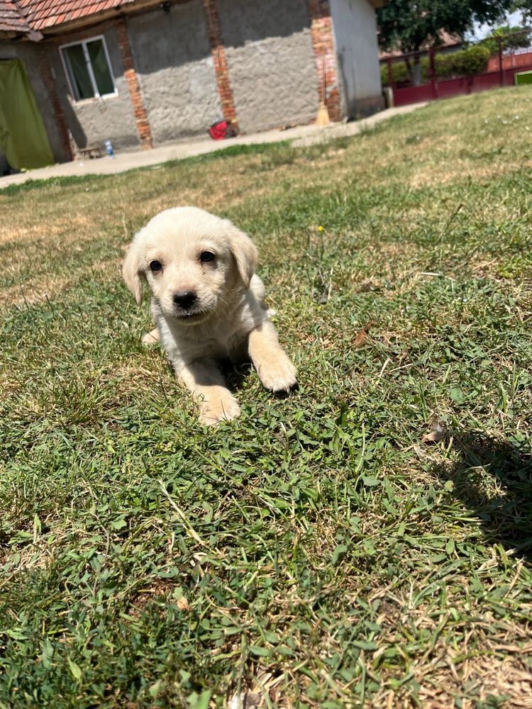 Donez metis labrador