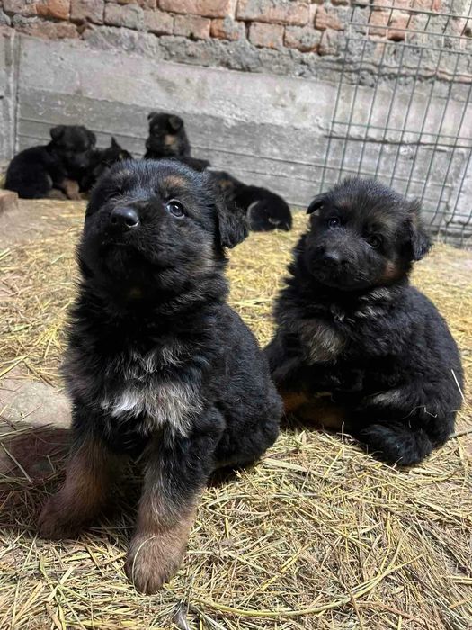 Продавам Немски Овчарки