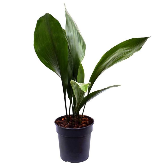 Аспидистра Высокая