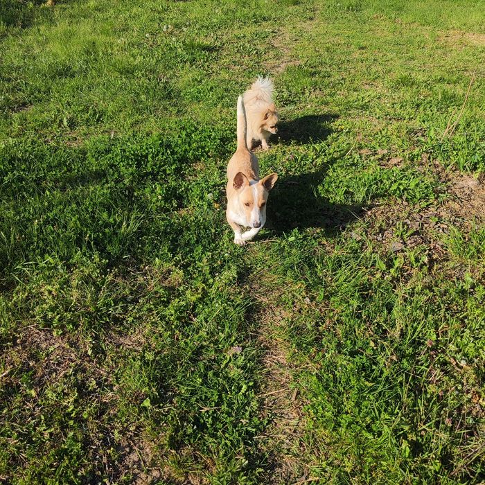 Подарявам Бели кученца Малка порода