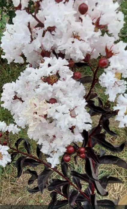 Liliac Indian (Toate culorile Disponibile )