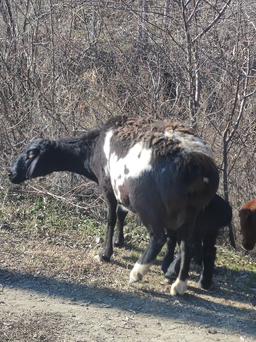 Соглом она бола куй.