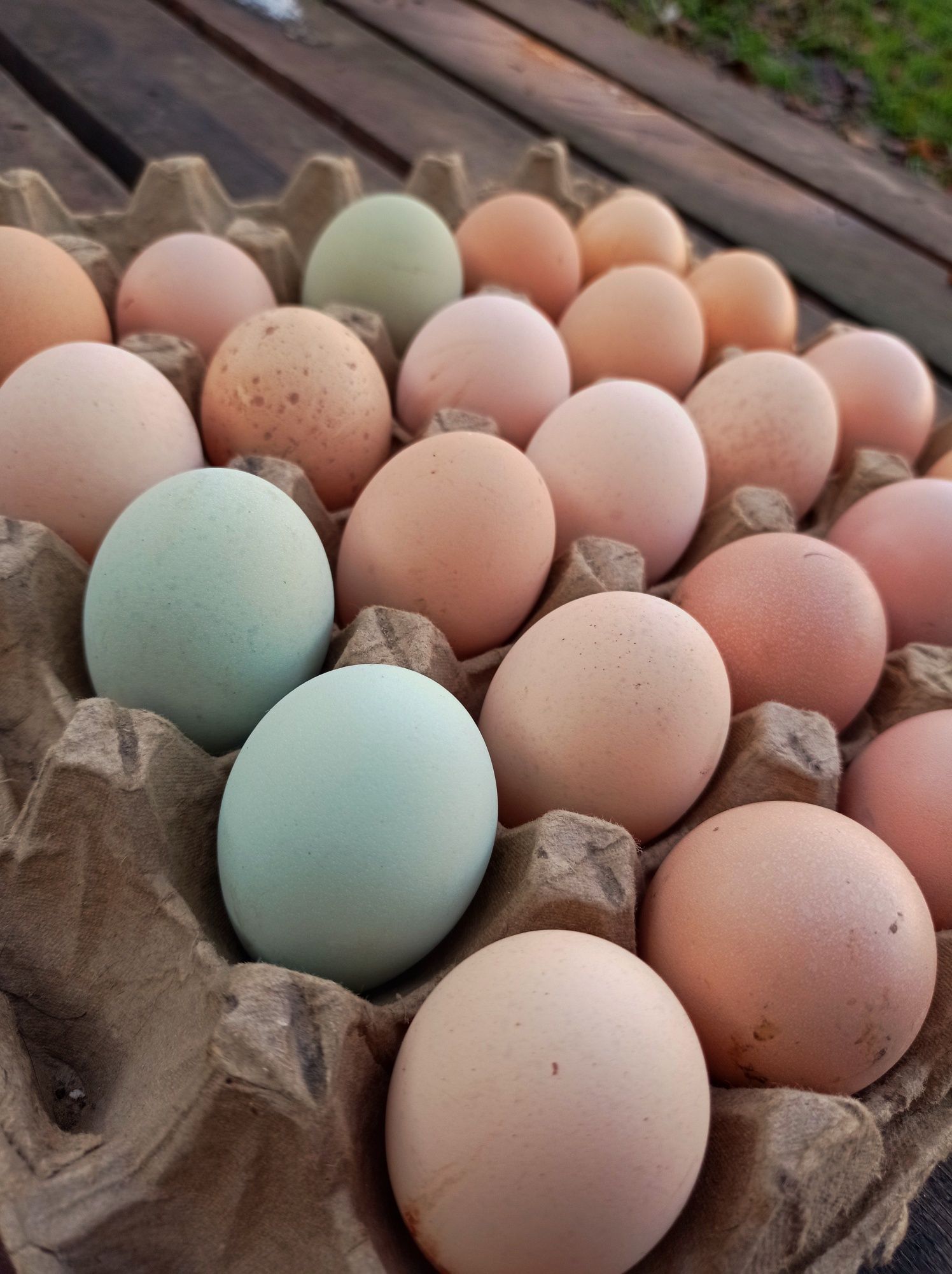 Яйца инкубационные куриные