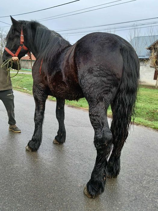 Mânz de 1 si 8 luni 178 la greben garantat la căruță blând