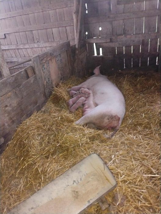 Прасенца около 20 кг